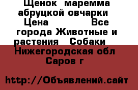 Щенок  маремма абруцкой овчарки › Цена ­ 50 000 - Все города Животные и растения » Собаки   . Нижегородская обл.,Саров г.